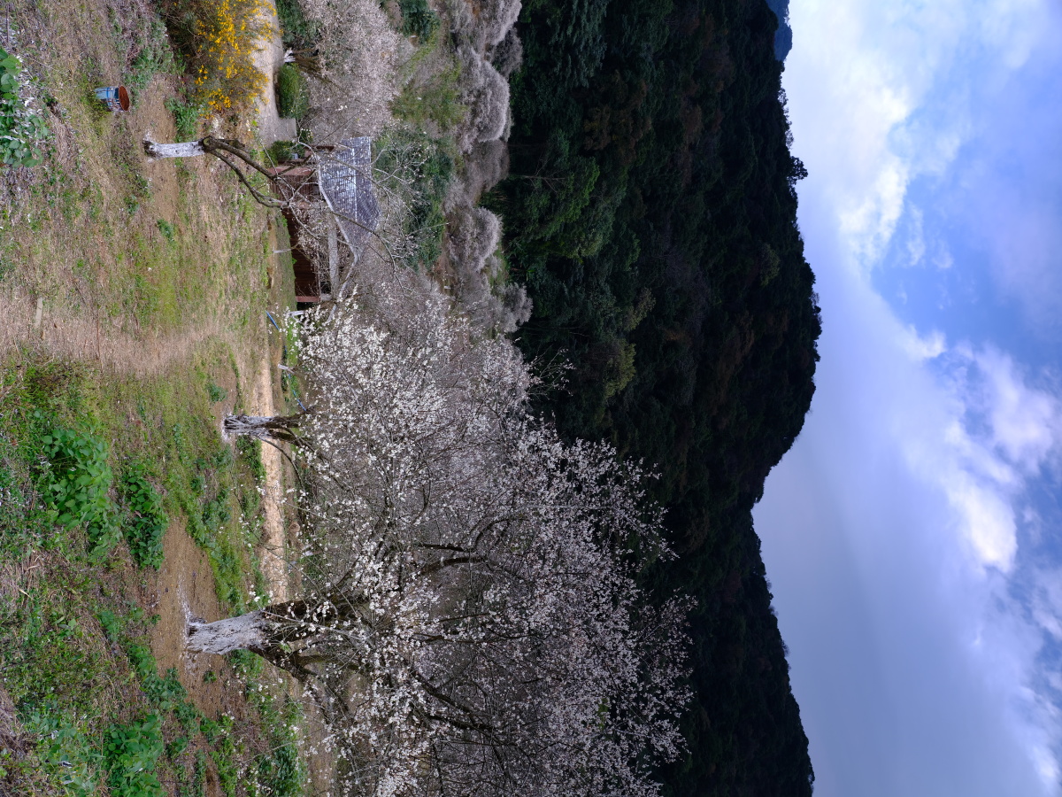 梅园摄于广州从化石门国家森林公园