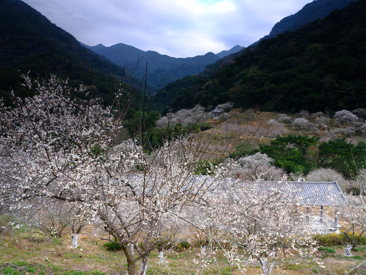 梅园摄于广州从化石门国家森林公园