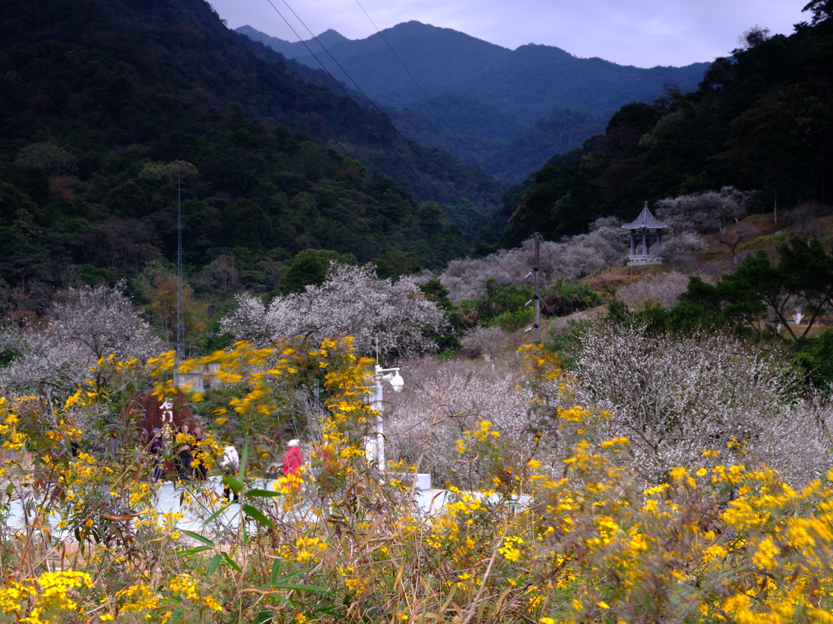 梅园摄于广州从化石门国家森林公园