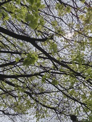 1000033004