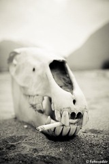 Tibet-365.jpg