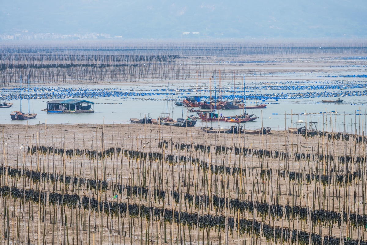 福建霞浦围江村滩涂密布海带架