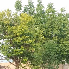 1863602