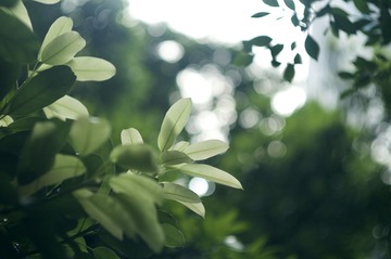 A624CFCD-8C4D-4546-BF11-5D9125A08592/L0/001