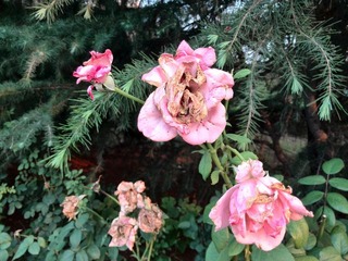 IMG_20130705_182439.jpg