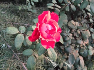 IMG_20130705_182500.jpg