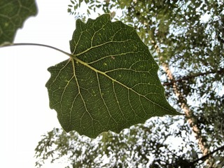 IMG_20130705_183853.jpg