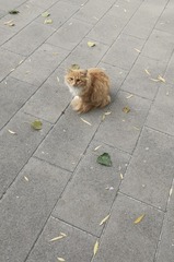 1000008036