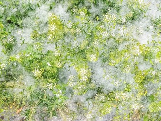 1000103596