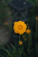 1000064632