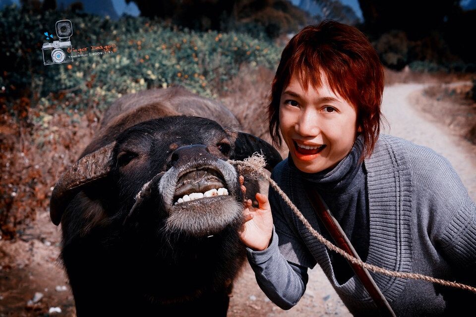 水牛的微笑<br />
阳朔单车游的途中，遇上一牵着水牛的农妇。果断借水牛一用，想不到水牛的镜头感这么好！