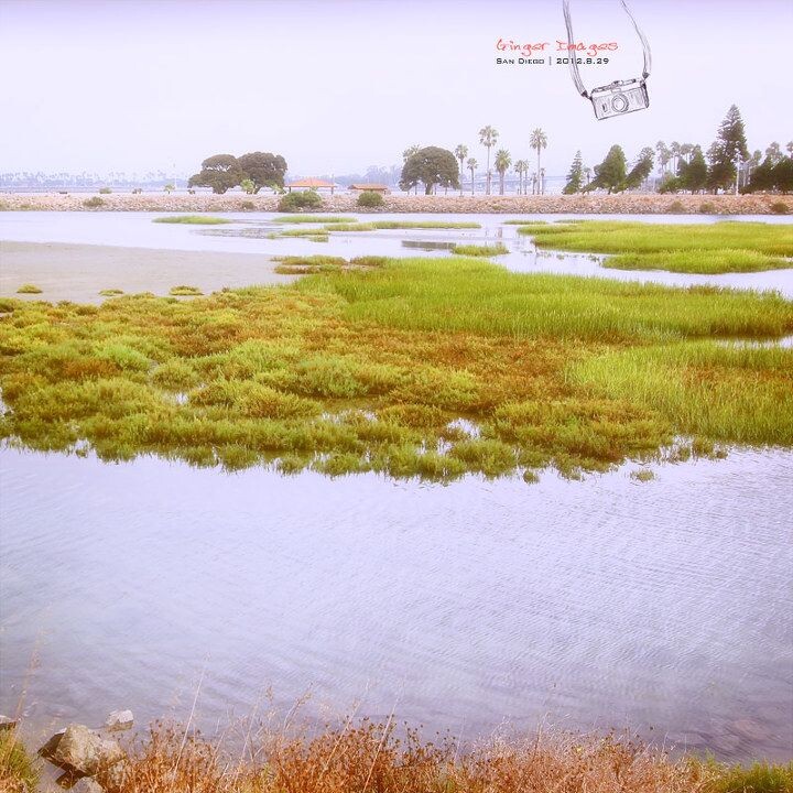 dog beach<br />
