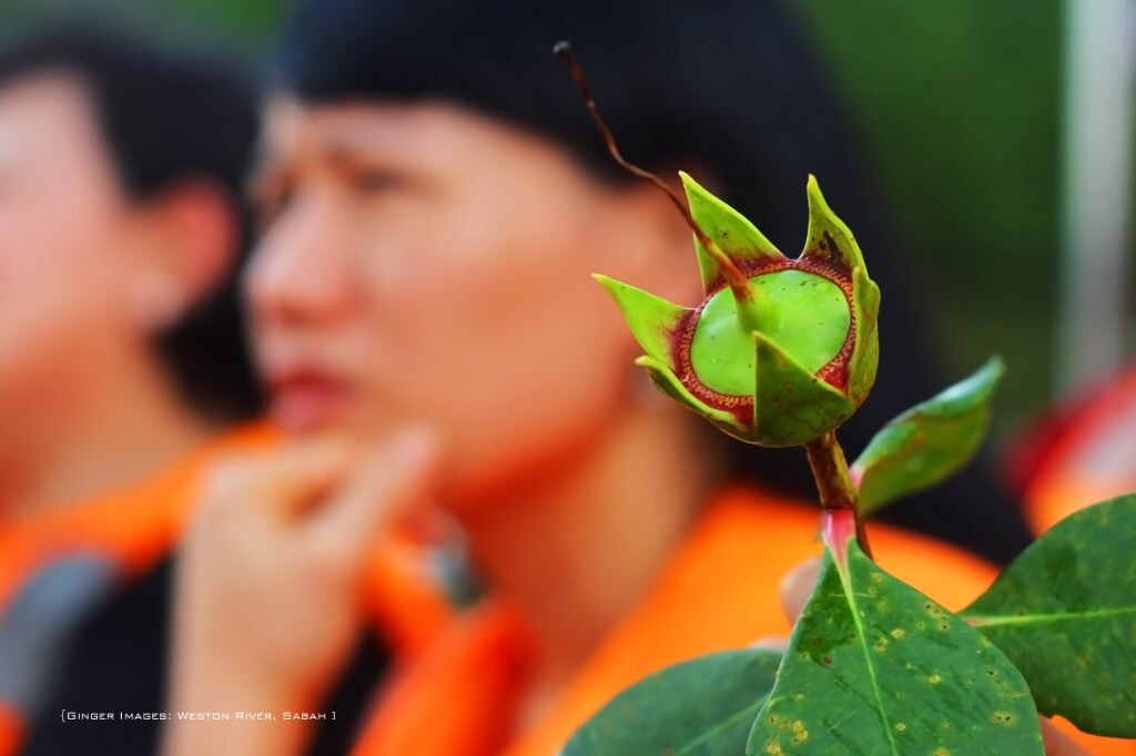吸引萤火虫的花
