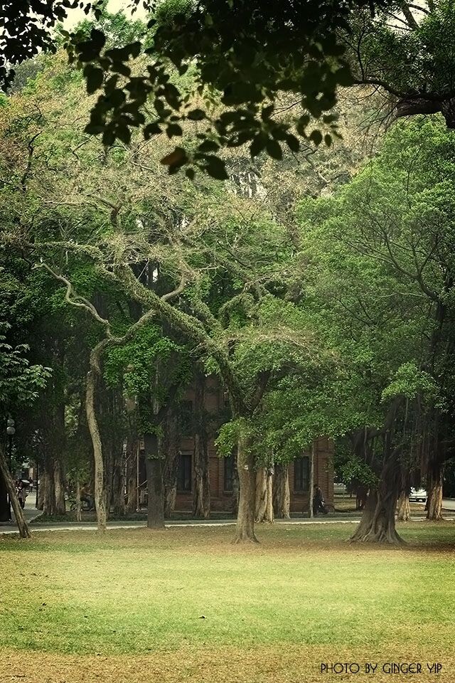 大榕树满园