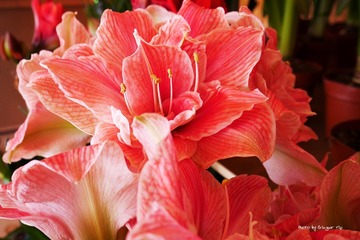 P1010156
