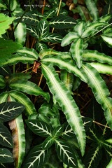 P1010637