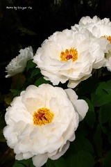 P1010727