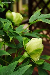 P1010754