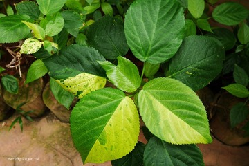 P1010685