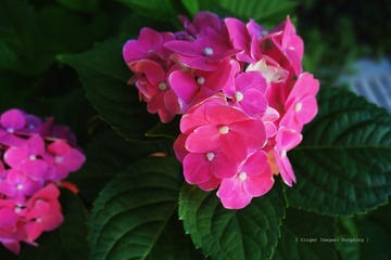 P1060388