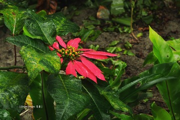 P1030664