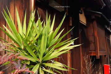 P1180382t