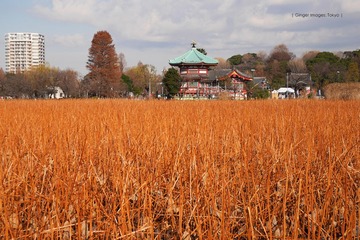 P1120304t