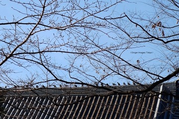 P1120420t