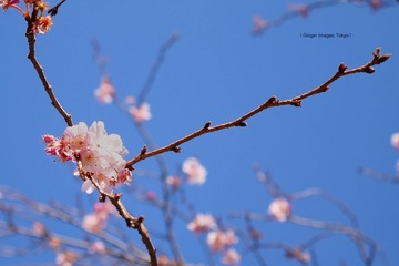 P1120423t