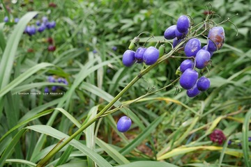P1220428t