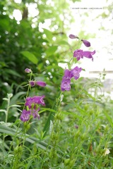 P1220431t