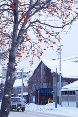 P1150618t