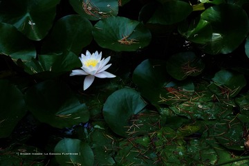 P1230536t