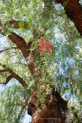P1250531t