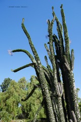 P1250540t