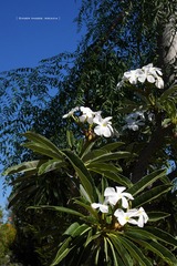 P1250543t