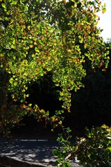 P1250666t