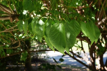 P1250713t