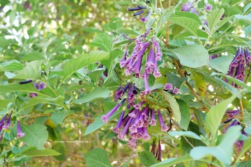 P1250725t