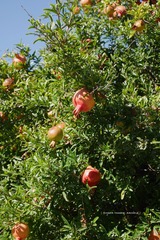 P1250728t