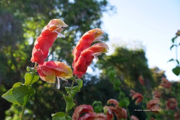 P1250761t