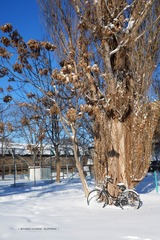 P1160598t