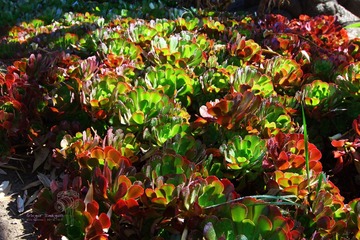 IMG_1003t