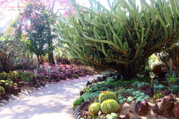 IMG_1063t