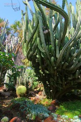 IMG_1073t