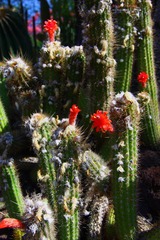 IMG_1106t