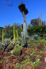 IMG_1111t