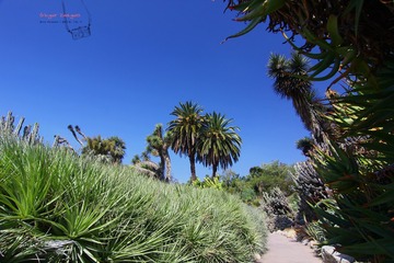 IMG_1131t