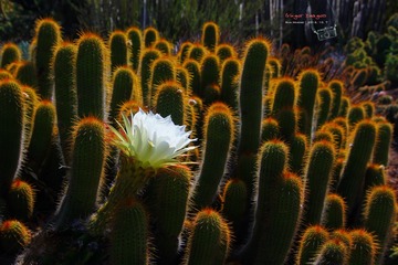 IMG_1139t
