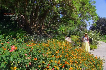 IMG_1223t